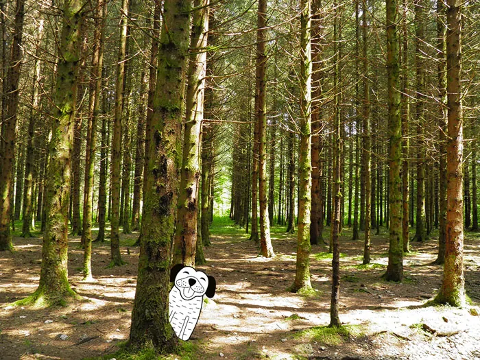 forêt du Jura
