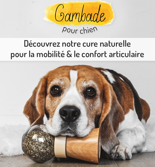Découvrez Gambade Mobilite Confort Articulaire Chiens