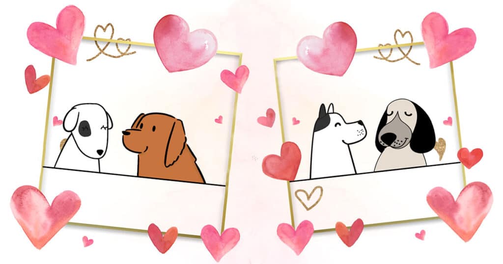 bonne cohabitation deux chiens