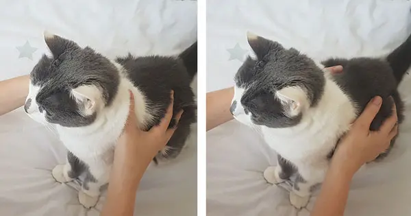 massage chat dos