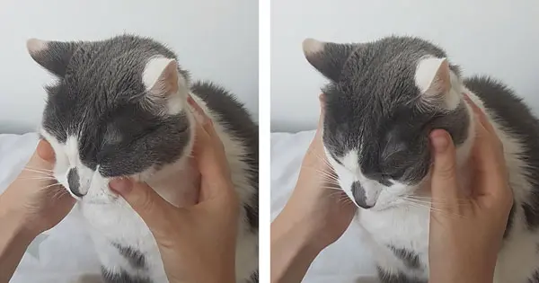 massage chat museau