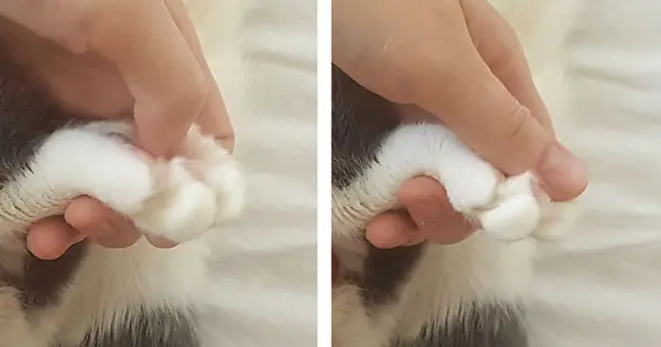 massage chat patte