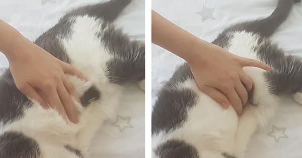 4 Massages A Faire A Votre Chat Truffe Moustache