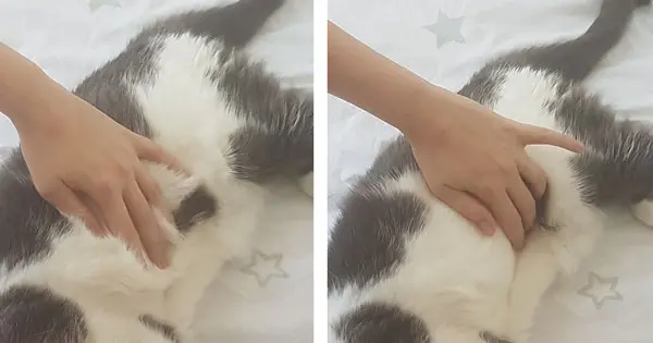massage chat ventre