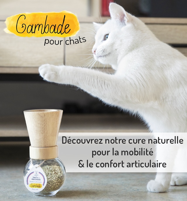 Découvrez Gambade Mobilite Confort Articulaire Chats