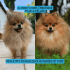 Cure longue moulin compléments alimentaires Allure pour chien et chat bienfaits