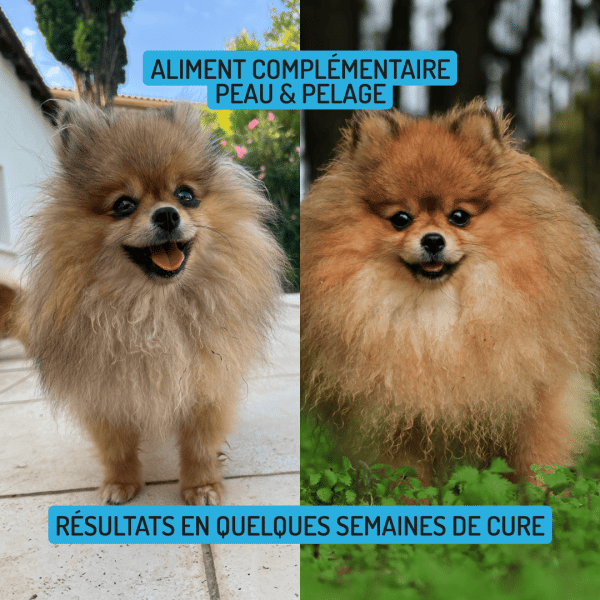 Cure longue moulin compléments alimentaires Allure pour chien et chat bienfaits