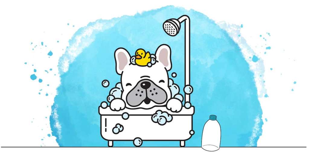 shampoing bain chien