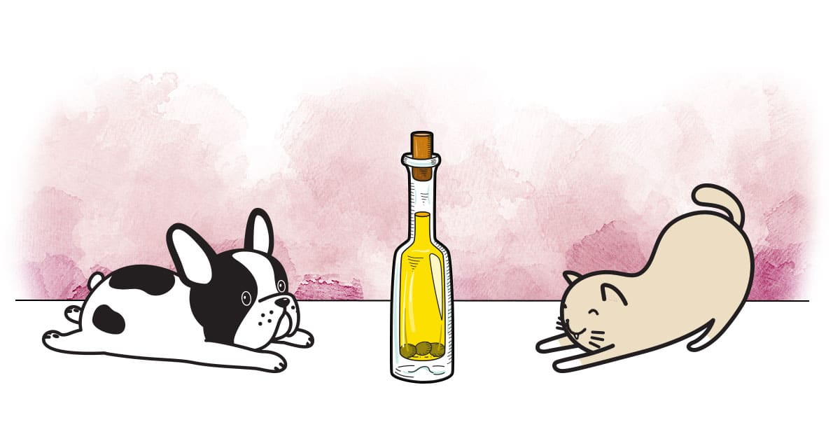 Les bienfaits de l'huile d'olive pour chien et chat - Truffe
