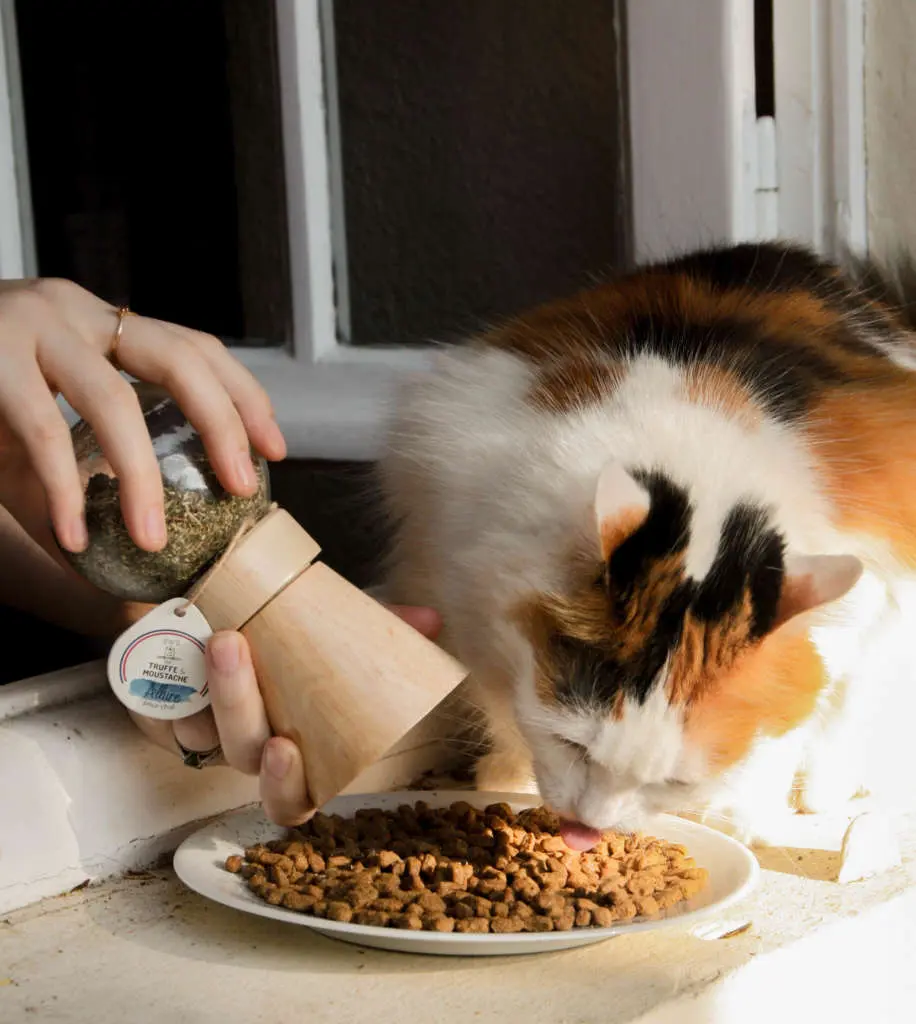 complement alimentaire chat naturel phytothérapie