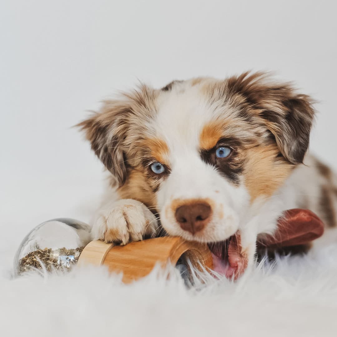 Antistress u0026 Apaisant , complément alimentaire pour chiens , Moulin +  Recharge , Sérénité