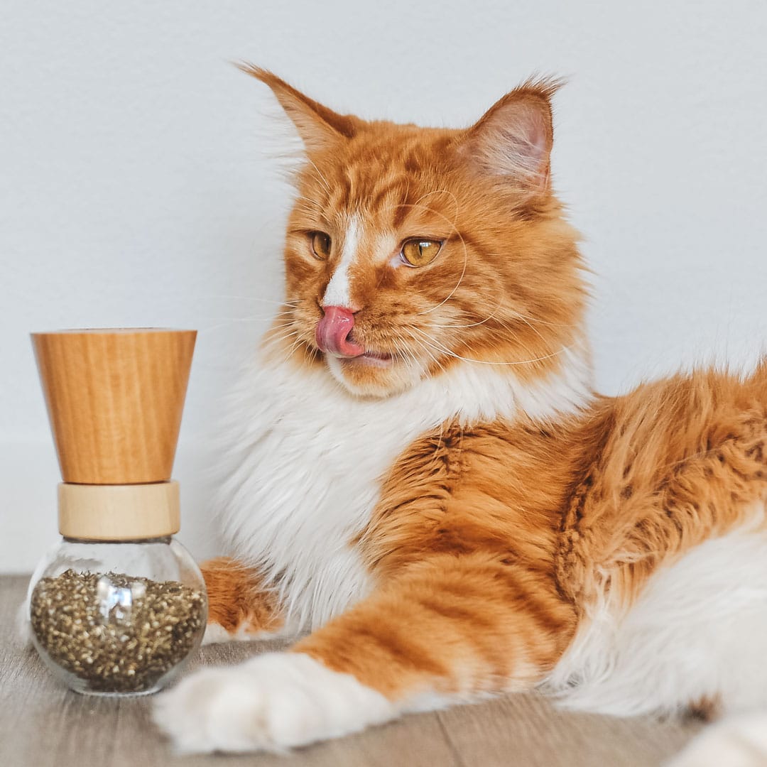 Soin De La Peau Du Pelage Complement Alimentaire Pour Chats Moulin Recharge Allure Truffe Moustache