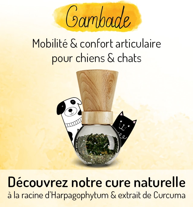 Découvrez Gambade Mobilite Confort Articulaire Chiens Chats
