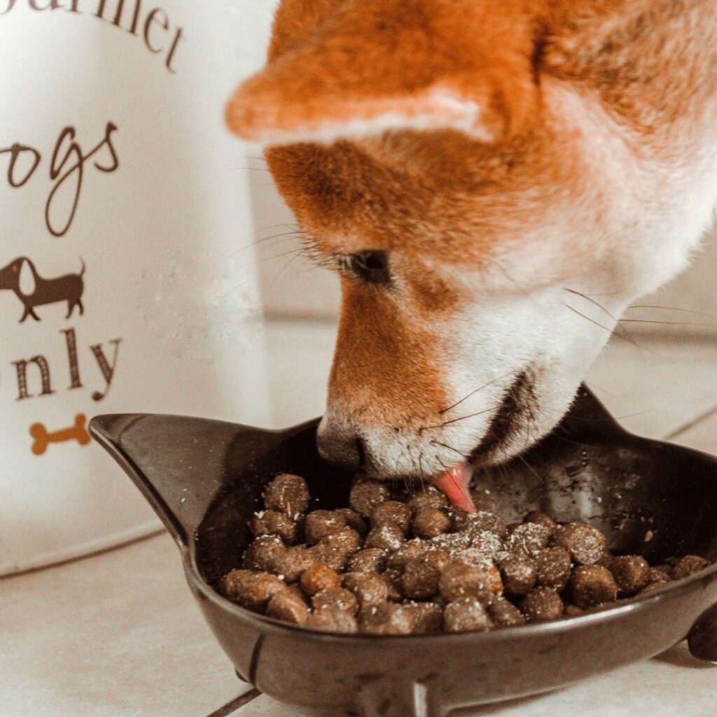 chien mange gamelle complément alimentaire chien croquettes