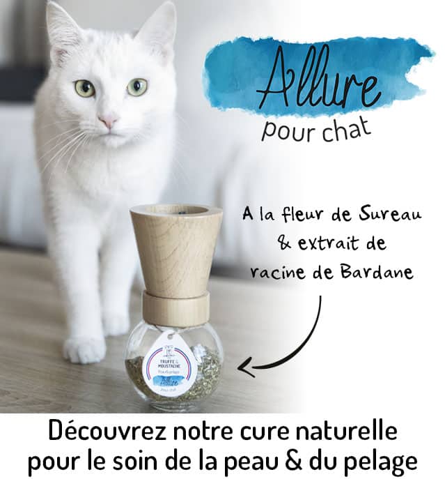 Prendre Soin Du Pelage De Son Chat Au Naturel Truffe Moustache