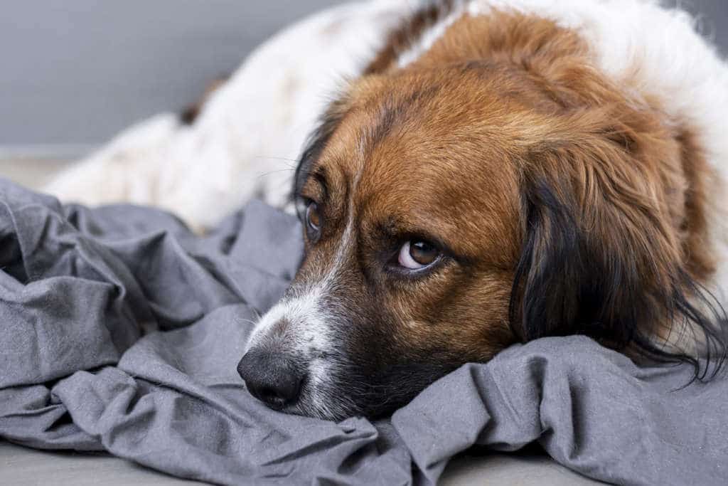 Chien  Stress & anxiété  Truffe & Moustache