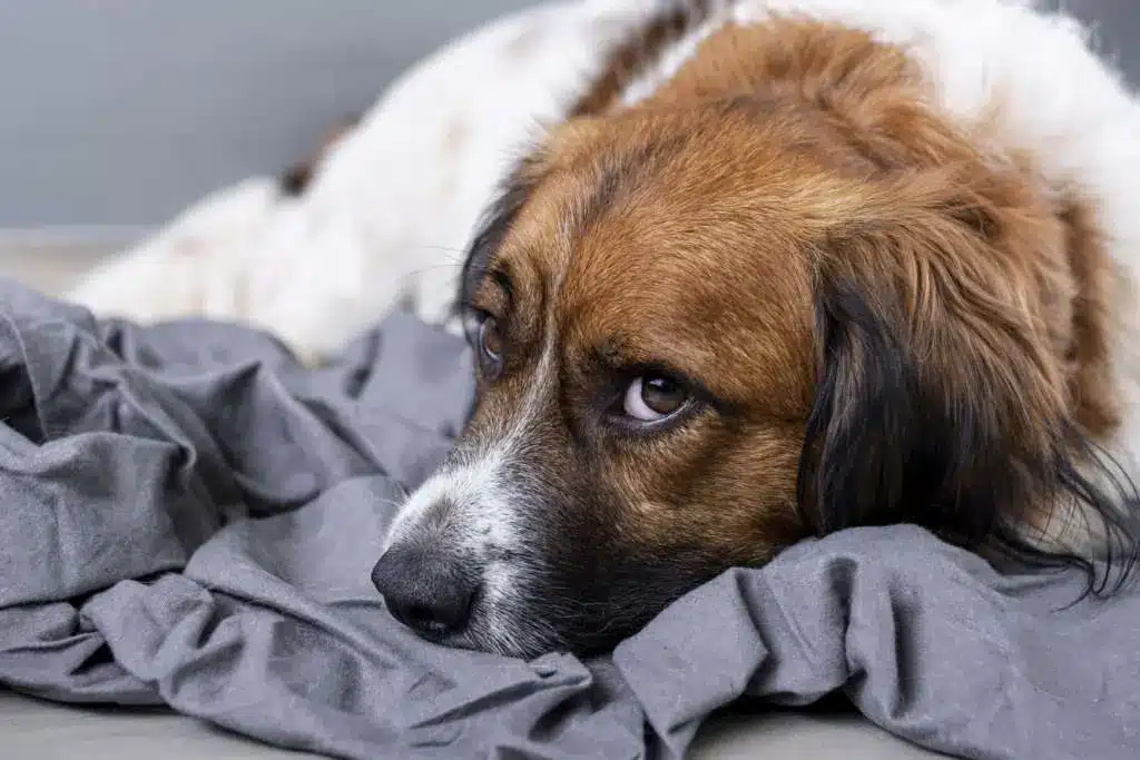 chien stressé anxieux angoissé triste