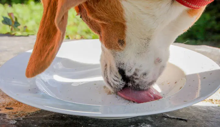 chien mange gamelle complément alimentaire chien croquettes