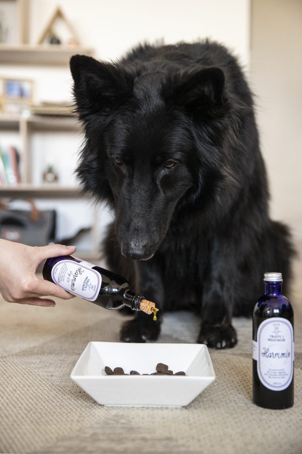 compléments alimentaires pour chiens & chats, huile végétale dans la gamelle, oméga 3 et 6