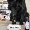 compléments alimentaires pour chiens & chats, huile végétale dans la gamelle, oméga 3 et 6