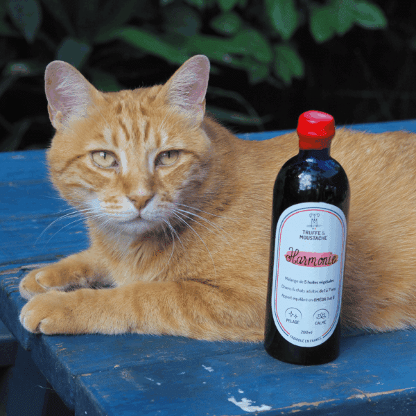 Huile Harmonie chat roux aliment complémentaire omega 3 et 6