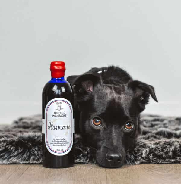 Huile Oméga 3 Holista Pour Chien Et Chat – 250 Ml, Neuf, Complément Alimentaire Quotidien