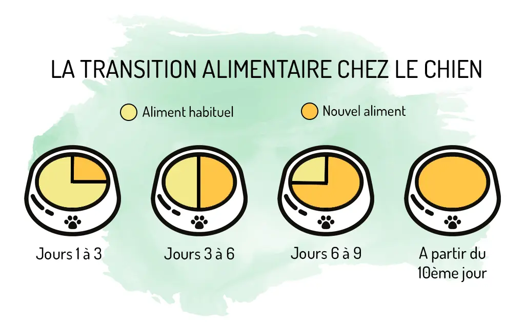infographie transition alimentaire chien