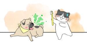 causes traitement soin mauvaise haleine chien chat