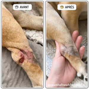 Baume cicatrisant Rescousse pour chiens avant/après