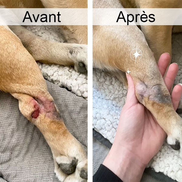 rescousse baume cicatrisant pour chien