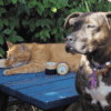 baume naturel de soin cicatrisant pour chiens et chats