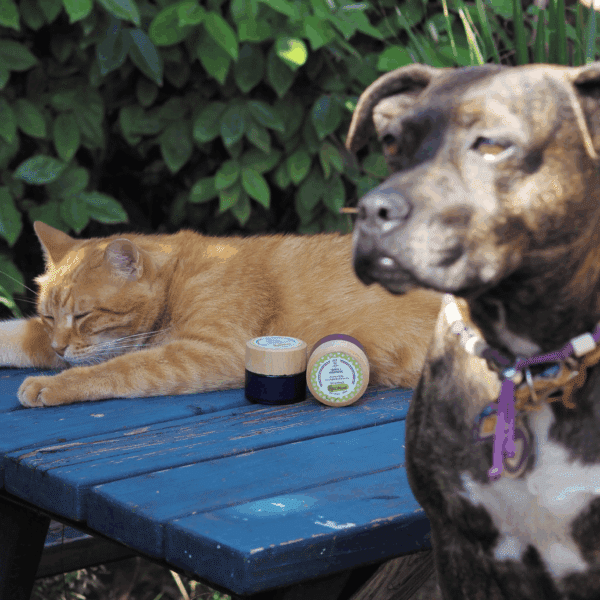 baume naturel de soin cicatrisant pour chiens et chats