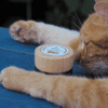 baume hydratant Velours pour la truffe et les coussinets pour chiens et chats