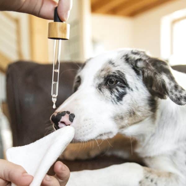 nettoyant chiens et chats
