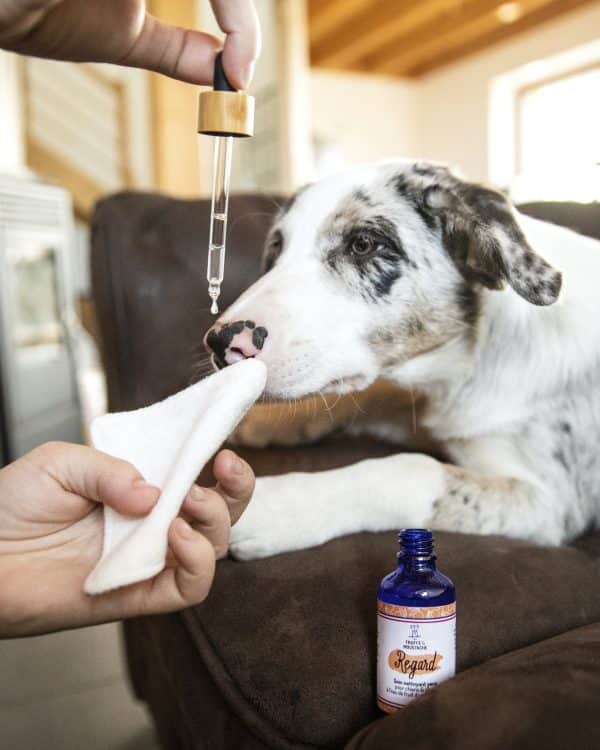 soin nettoyant naturel pour les yeux des chiens & des chats