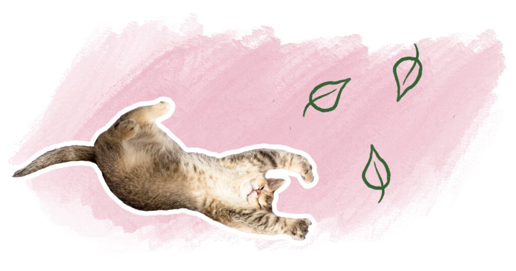 chat heureux pas de stress naturellement