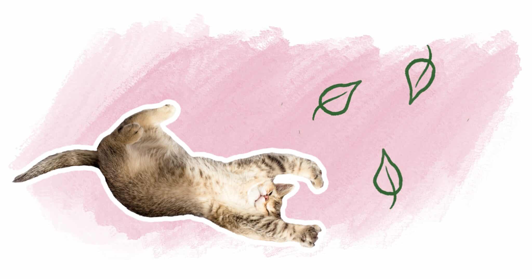chat heureux pas de stress naturellement