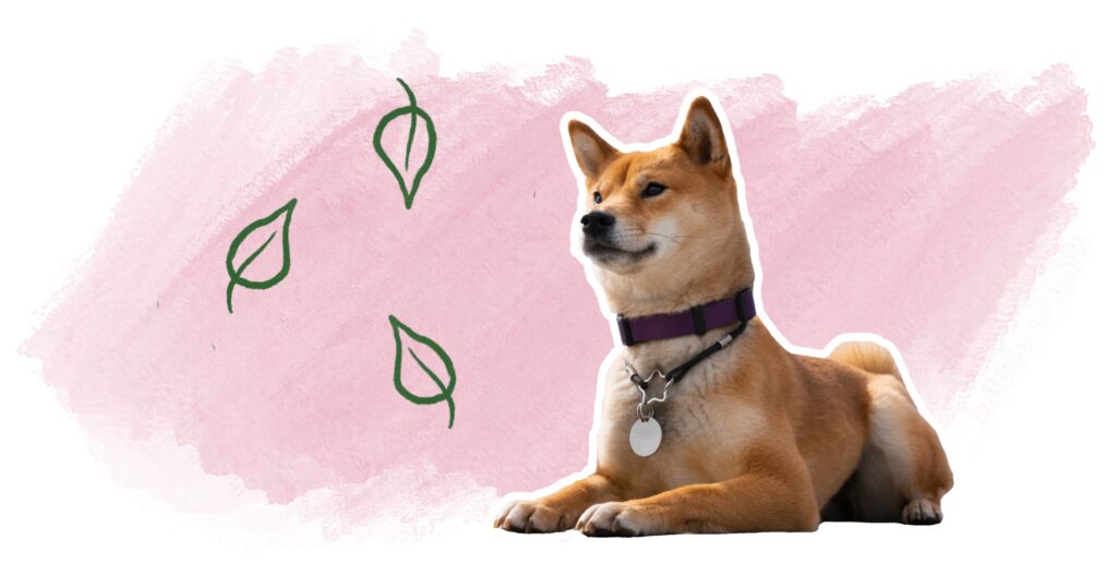 chien heureux pas de stress naturellement stress chien