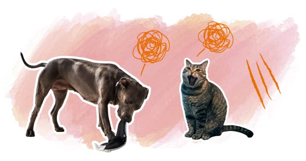 dossier stress chien chat