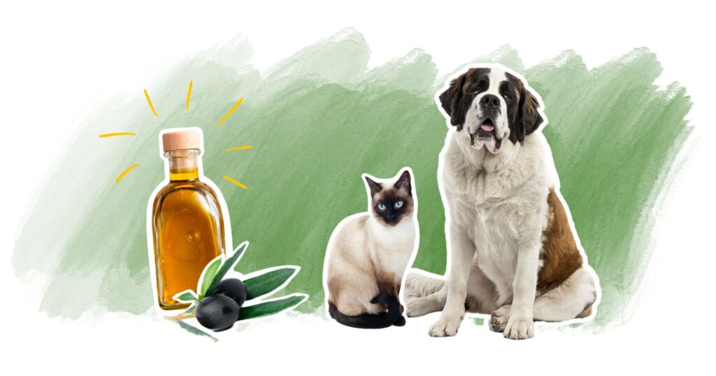 Les bienfaits des huiles végétales pour les chiens et les chats