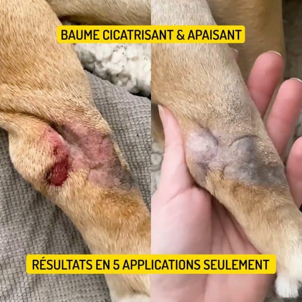 Baume cicatrisant Rescousse pour chiens