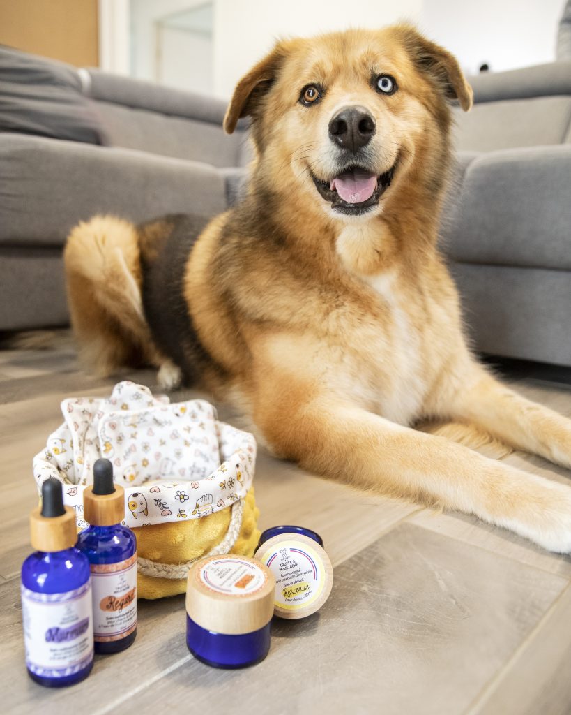 coffret de soins naturels pour chiens et chats