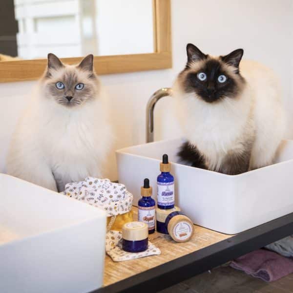 coffret de soins naturels pour chiens et chats