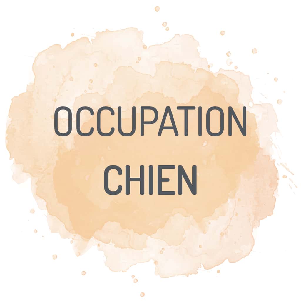 occupation friandise jouet chien