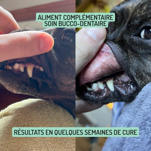 Cure courte compléments alimentaires Sourire pour chien et chat bienfaits