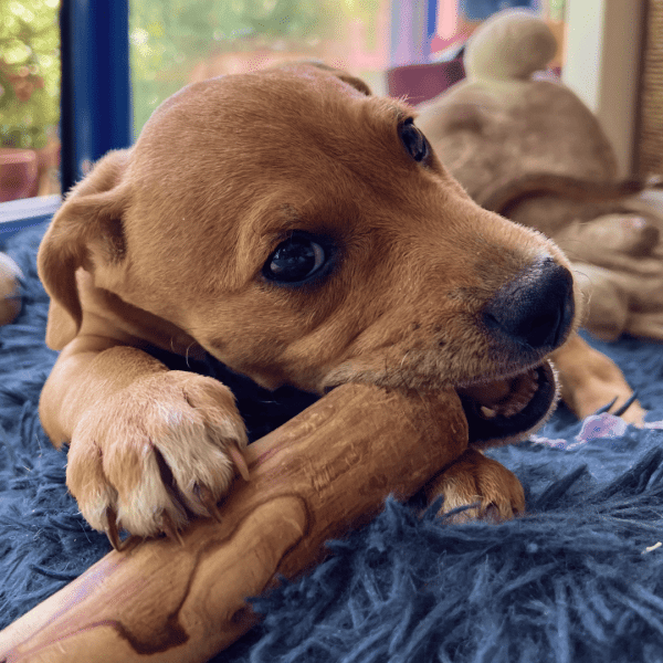 Bois Olivier jouet à mâcher pour chiens
