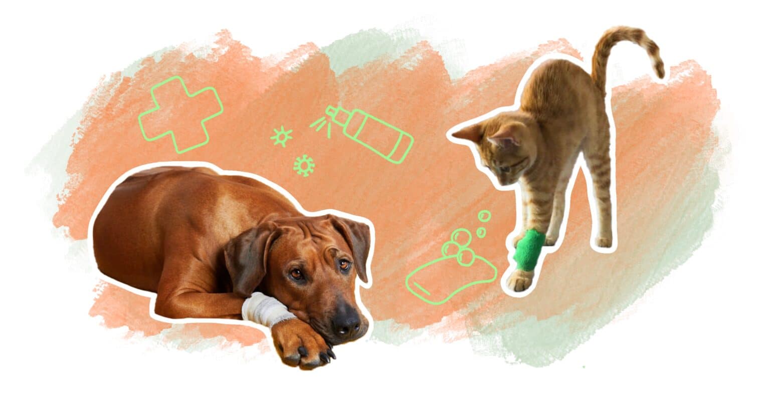 avec quoi desinfecter plaie chat