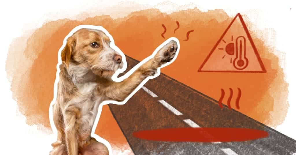 illustration article brulure coussinet patte chien