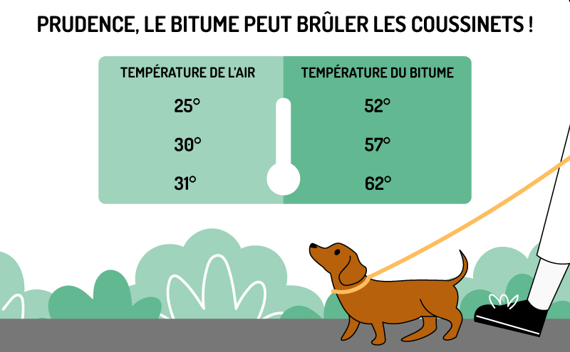 schema temperature air bitume coussinet patte chien