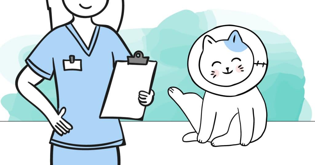 illustration sterilisation chat castration veterinaire